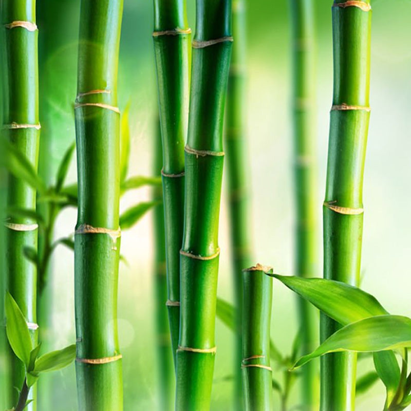Bambu