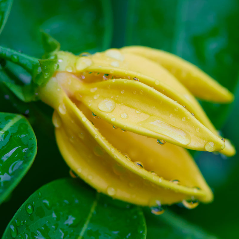 Ylang-ylang