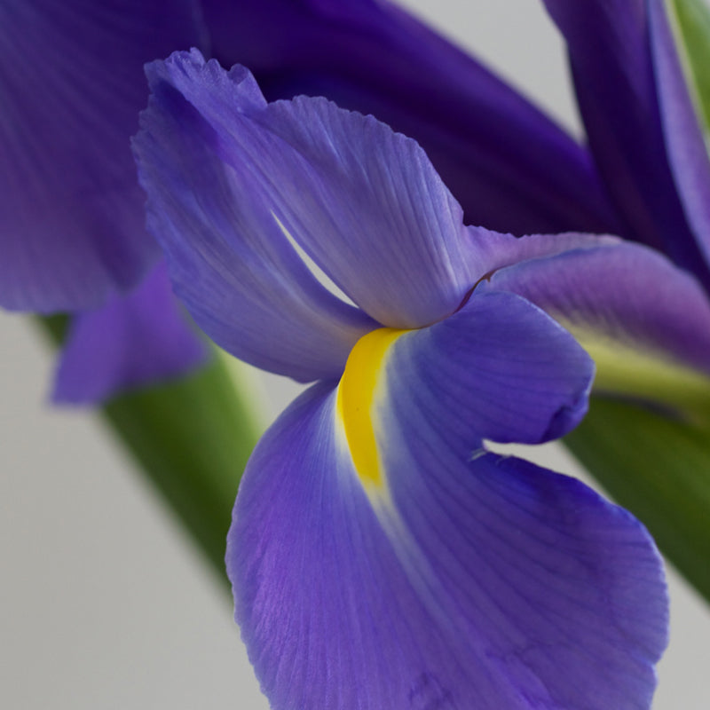 Iris i zbehtë