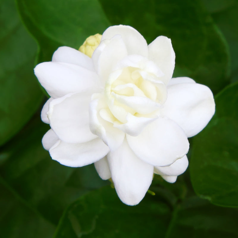 Sampaguita indiane